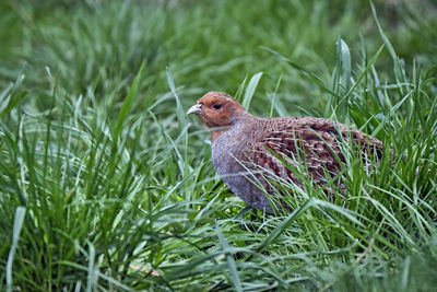 Close-up of a bird on grass