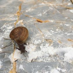 Close-up of snail