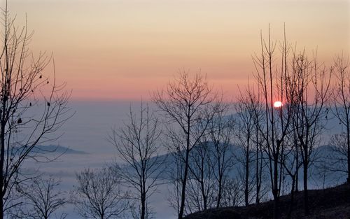 Silhouette bare trees against sky during sunset