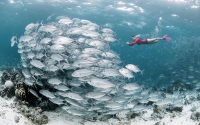 Woman snorkeling with fishes underwater