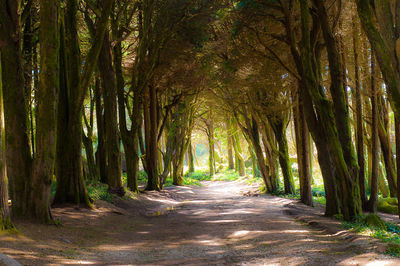 View of trees in forest