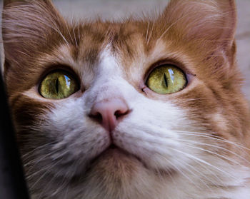 Close-up of cat looking up at home