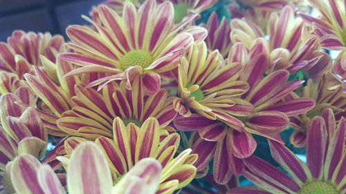 Close-up of pink flowers