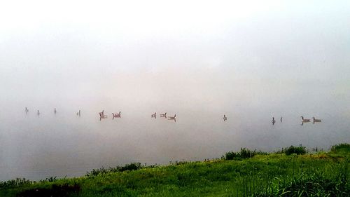 Birds flying over landscape against sky