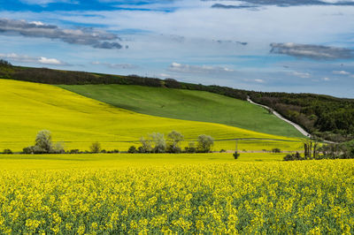 Scenic view of oilseed rape field against sky