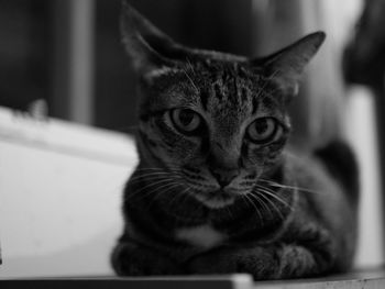 Close-up portrait of tabby cat