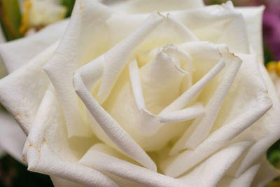 Close-up of white rose