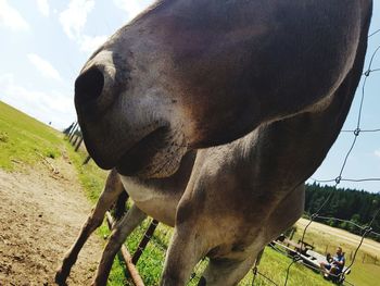 Close-up of a horse on field