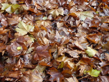 Full frame shot of autumnal leaves