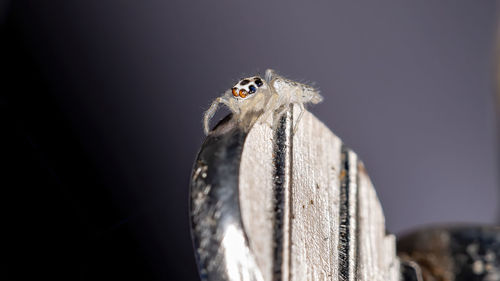 Close-up of a bird against black background