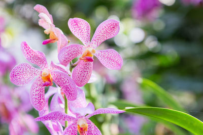 Close-up of pink flowering plant