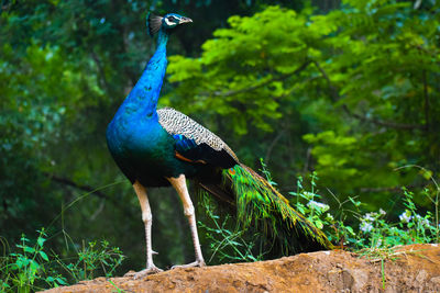 Close-up of a bird against plants