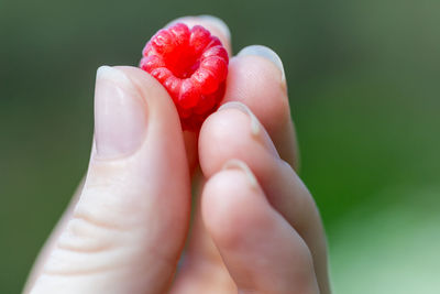 Cropped hand holding raspberry