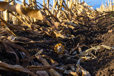 Close-up of dried plant on field