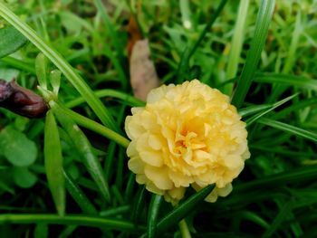 Close-up of yellow flower