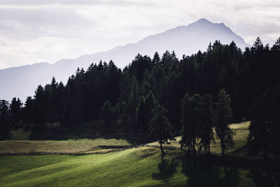 Trees on field against sky