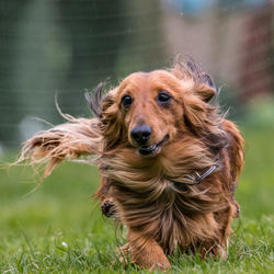 Close-up of dog on grassy field