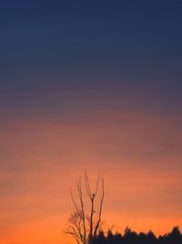 Low angle view of silhouette tree against sky during sunset