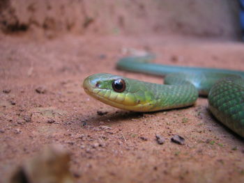 Close-up of lizard