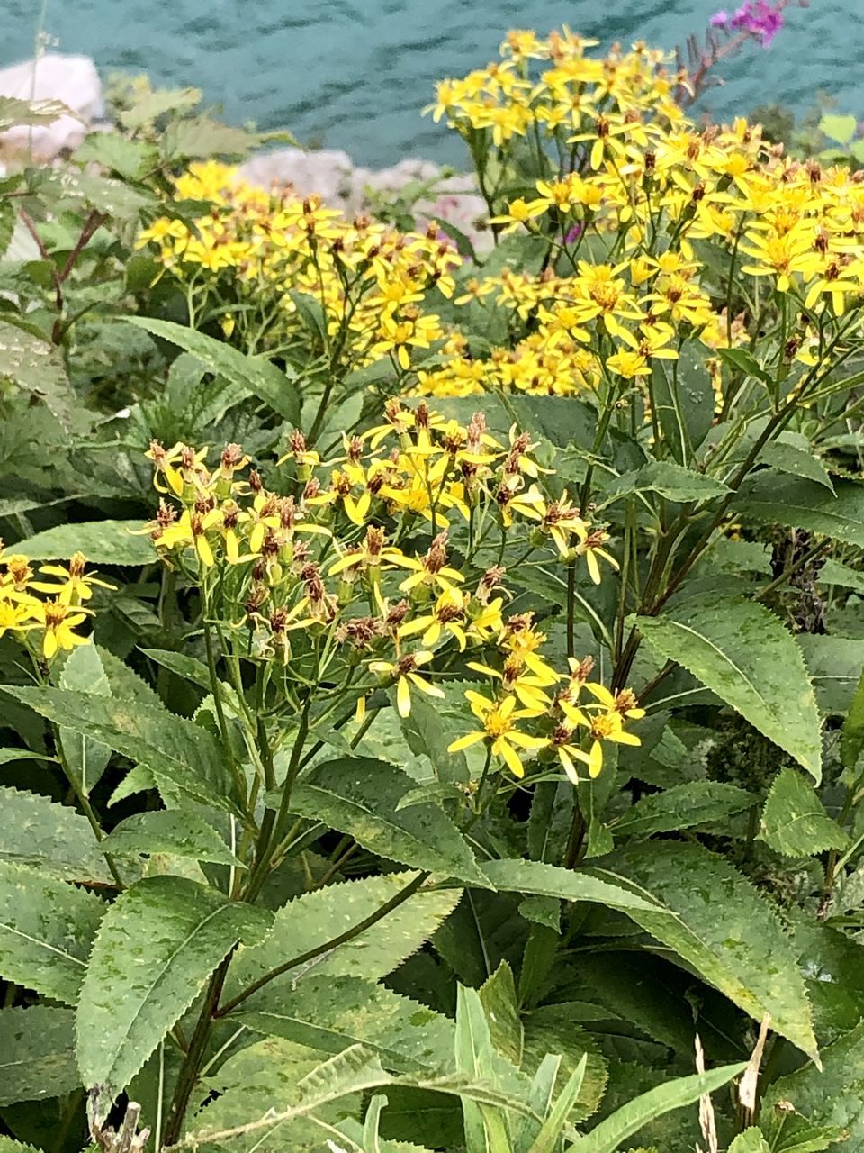 CLOSE-UP OF YELLOW FLOWERING PLANT