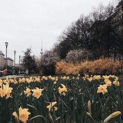 View of plants with trees in background