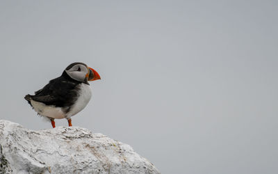 Close-up of bird perching on rock against clear sky