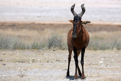 Red hartebeest in etosha national park, namibia