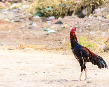 Side view of a bird on field