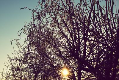 Low angle view of tree against clear sky