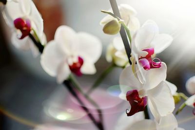 Close-up of white orchids