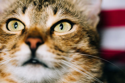 Close-up portrait of cat