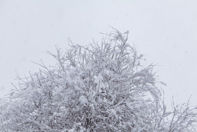 Close-up of snow covered plant on field