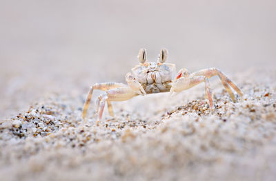 Close-up of crab on beach