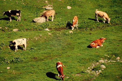 High angle view of sheep