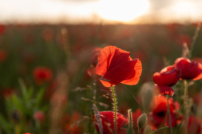 Close-up of red flowering plants on field