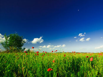 Scenic view of poppy field against blue sky