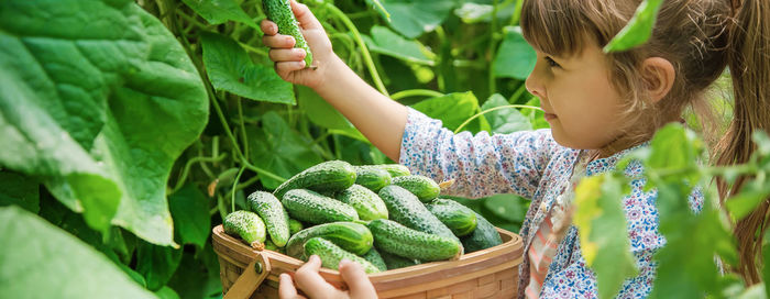 Girl harvesting cucumbers in basket