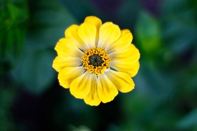 Close-up of yellow flower