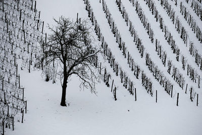 Snow covered trees on field during winter