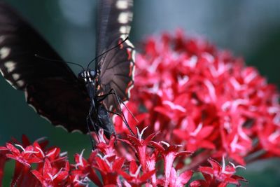 Close-up of butterfly pollinating on red flower