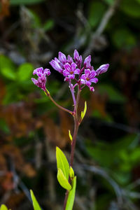 Close-up of purple flowering plant