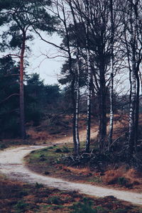 Trees in forest