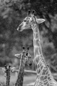Close-up portrait of giraffe