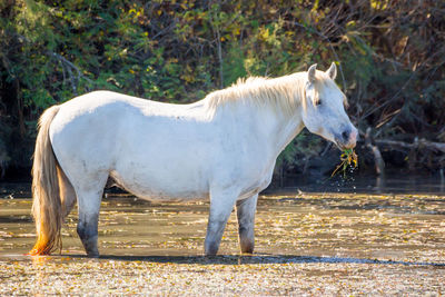 White horse standing in ranch