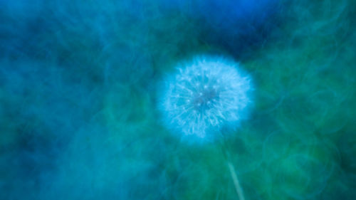 Full frame shot of blue dandelion flower