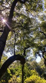 Low angle view of tree against sky