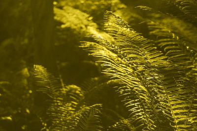 Close-up of fern leaves on tree