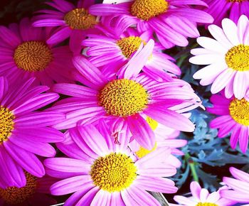 Close-up of fresh pink flowers