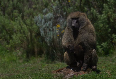 Monkey sitting on a field