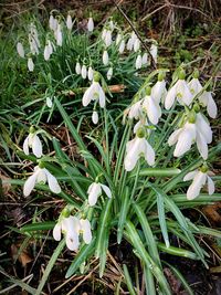 Close-up of white flowering plants on field